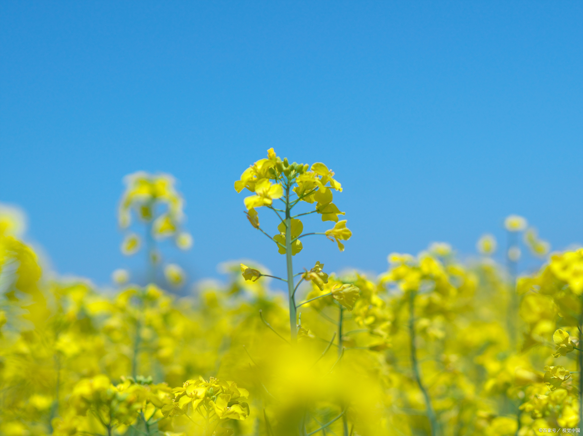 油菜花的花语及象征意义