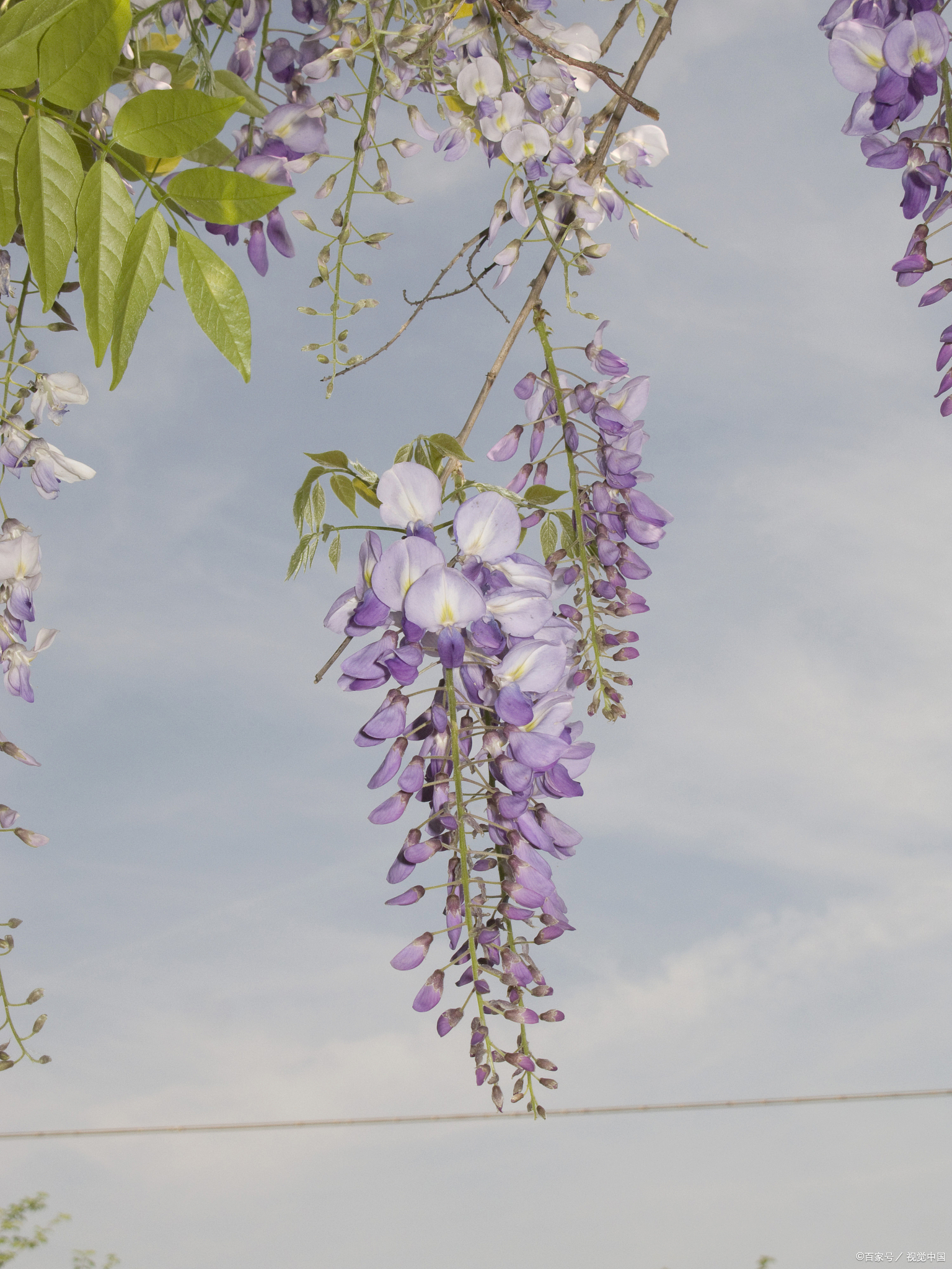 紫藤种植方法和时间及注意事项