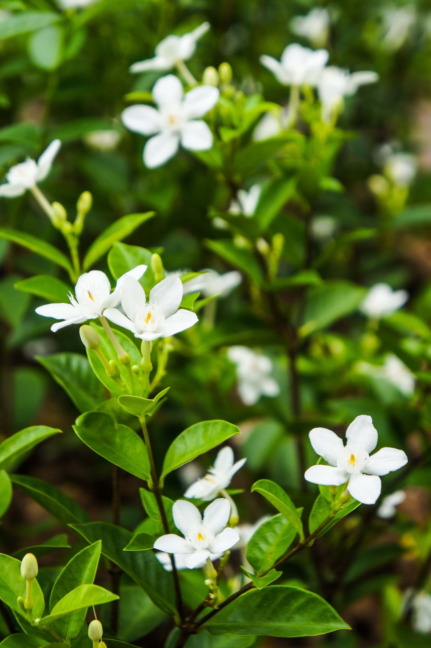 是美丽好看的茉莉花呀~~  #植物# #花卉绿植# #花卉知识# #种植