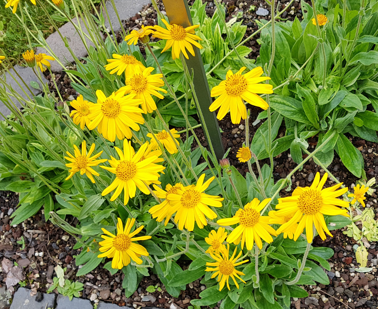 山金车的神奇效果  山金车属于菊科药草,主要分布于北美,含有植物精油