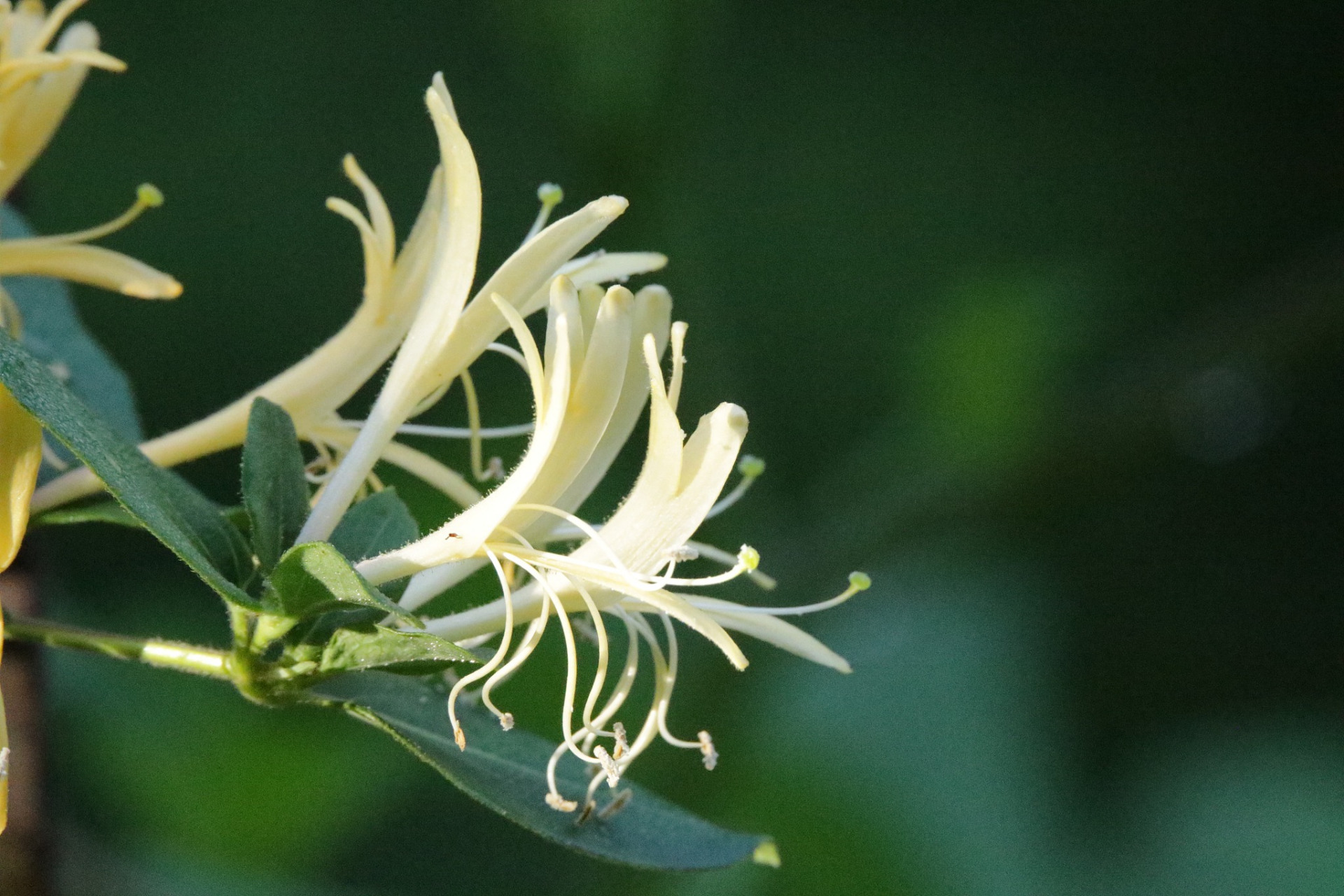 植物# #花卉绿植# #花卉知识# #种植# #每天认识一种植物#   山银花