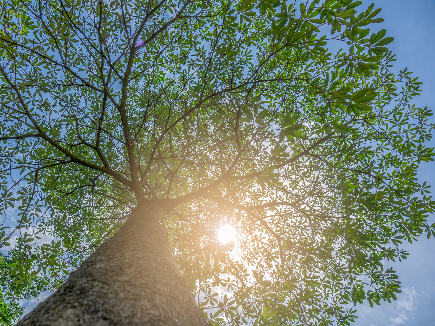 甲木在五行中代表木,且在天干中居首位,象征着生机勃勃,茁壮成长的