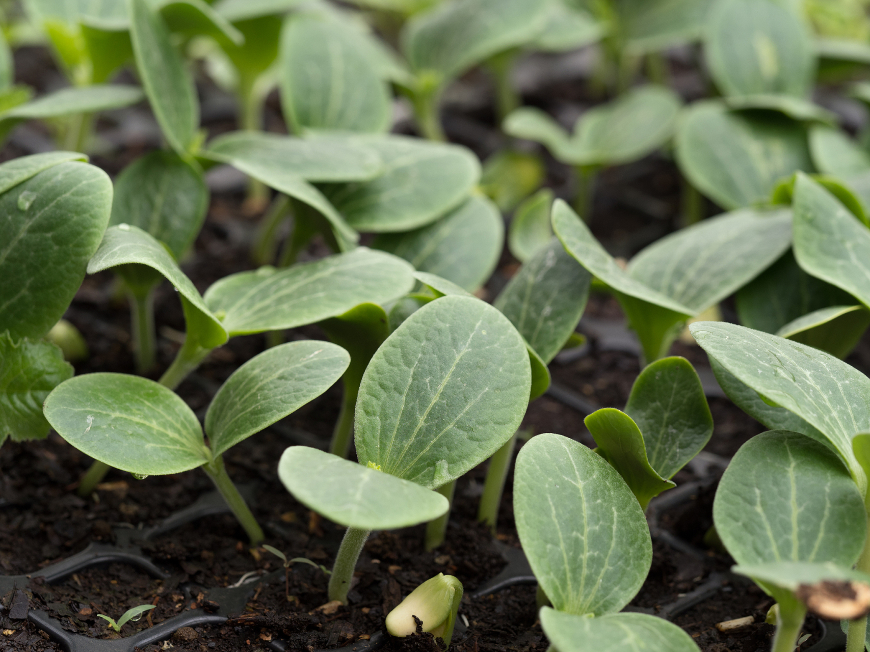西瓜种子如何快速发芽?秘密揭晓!