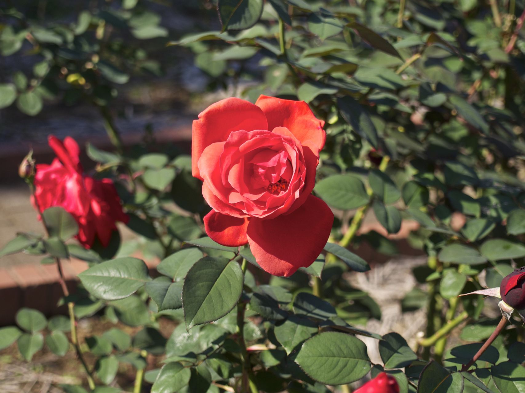 摘要:  山地玫瑰是一种生长在高山地区,适应寒冷环境的玫瑰品种.
