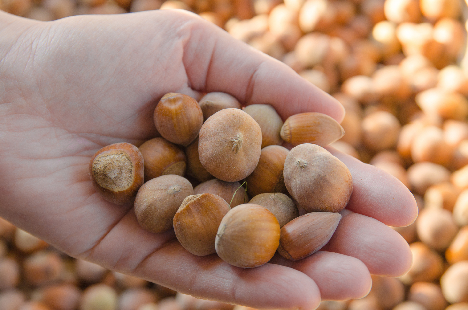 晒出上学时的你# 959595 鲜榛子果来啦!