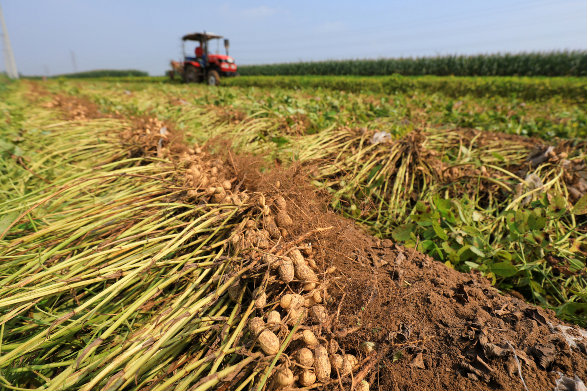在河南的花生产地中,划分为四大生产区: