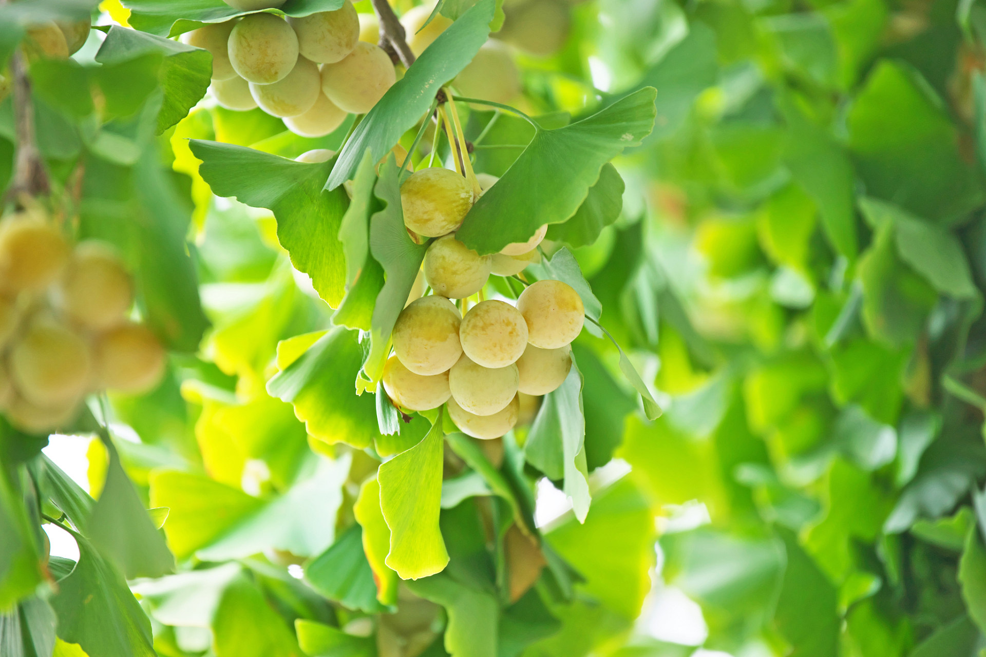 银杏果:营养丰富,食用需谨慎 银杏果是一种营养丰富的食品,它含有丰富