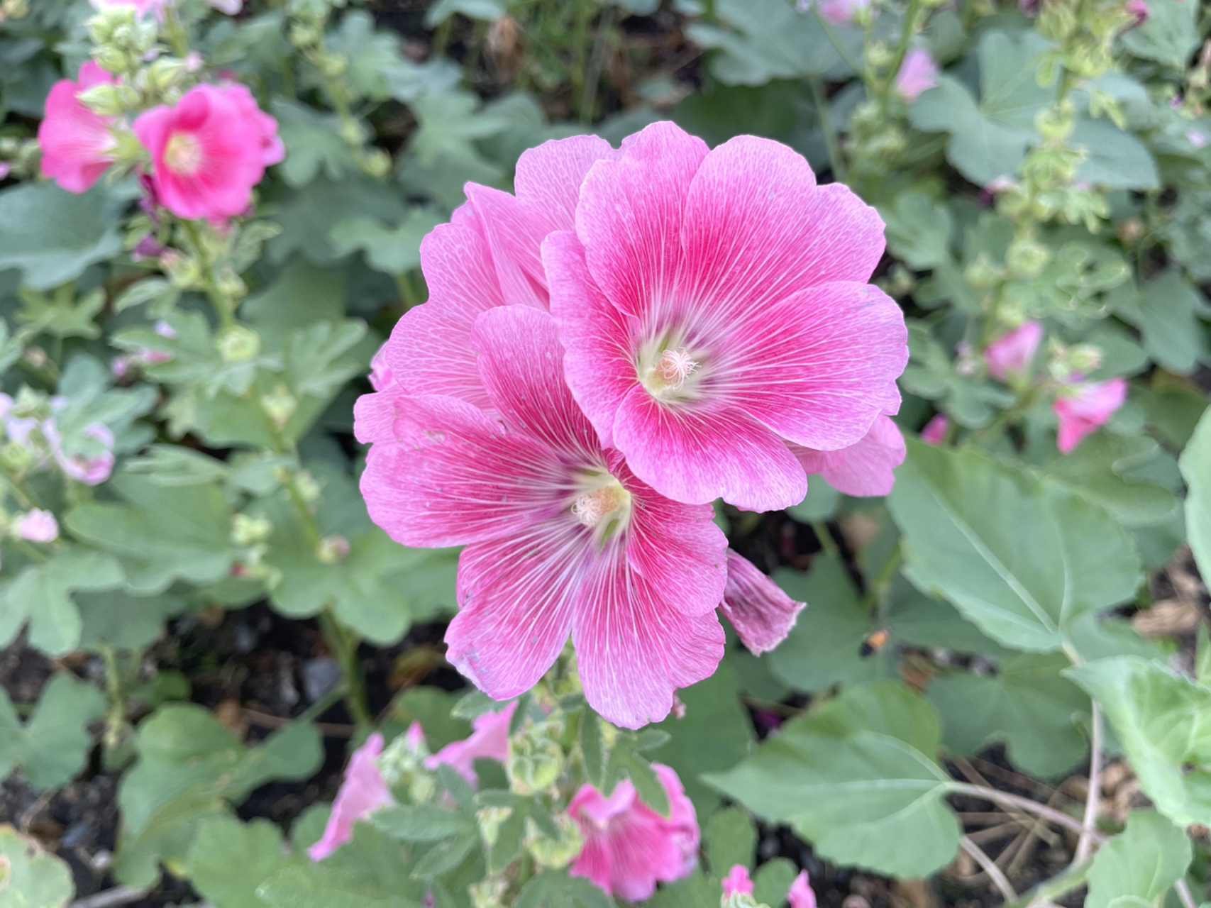 我国古代有端午插花的习俗,称"五时花"或"午时花".