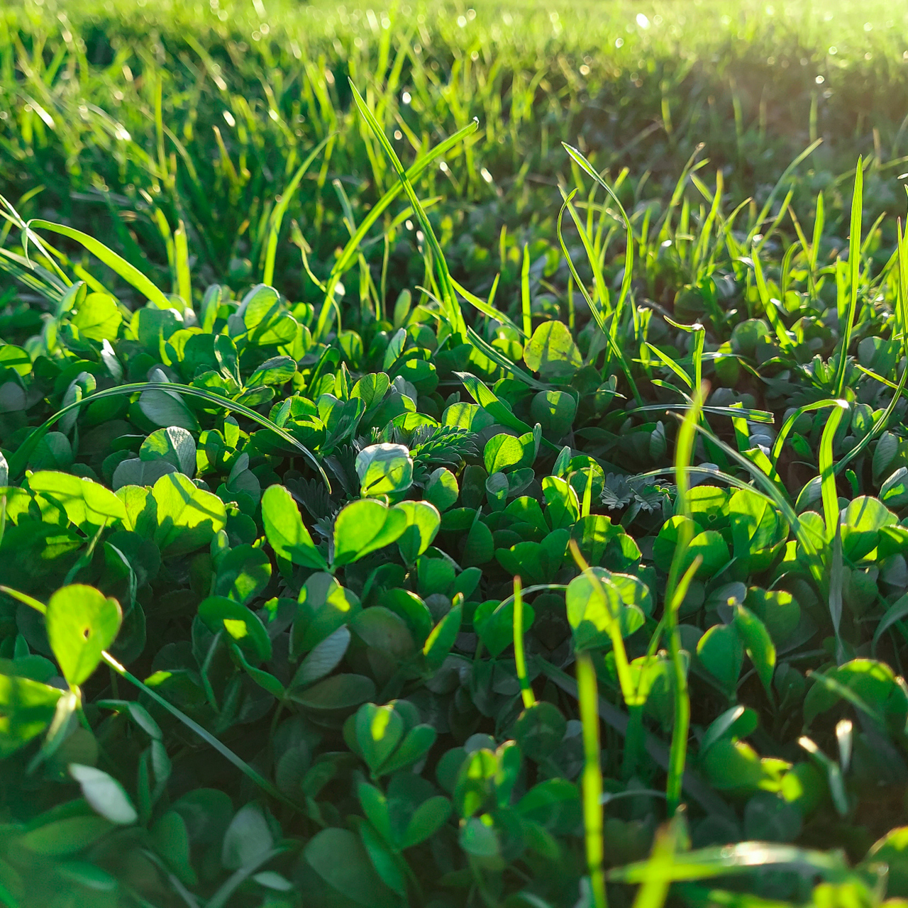 草分为草坪草和观赏草,在生态系统中扮演着重要角色.