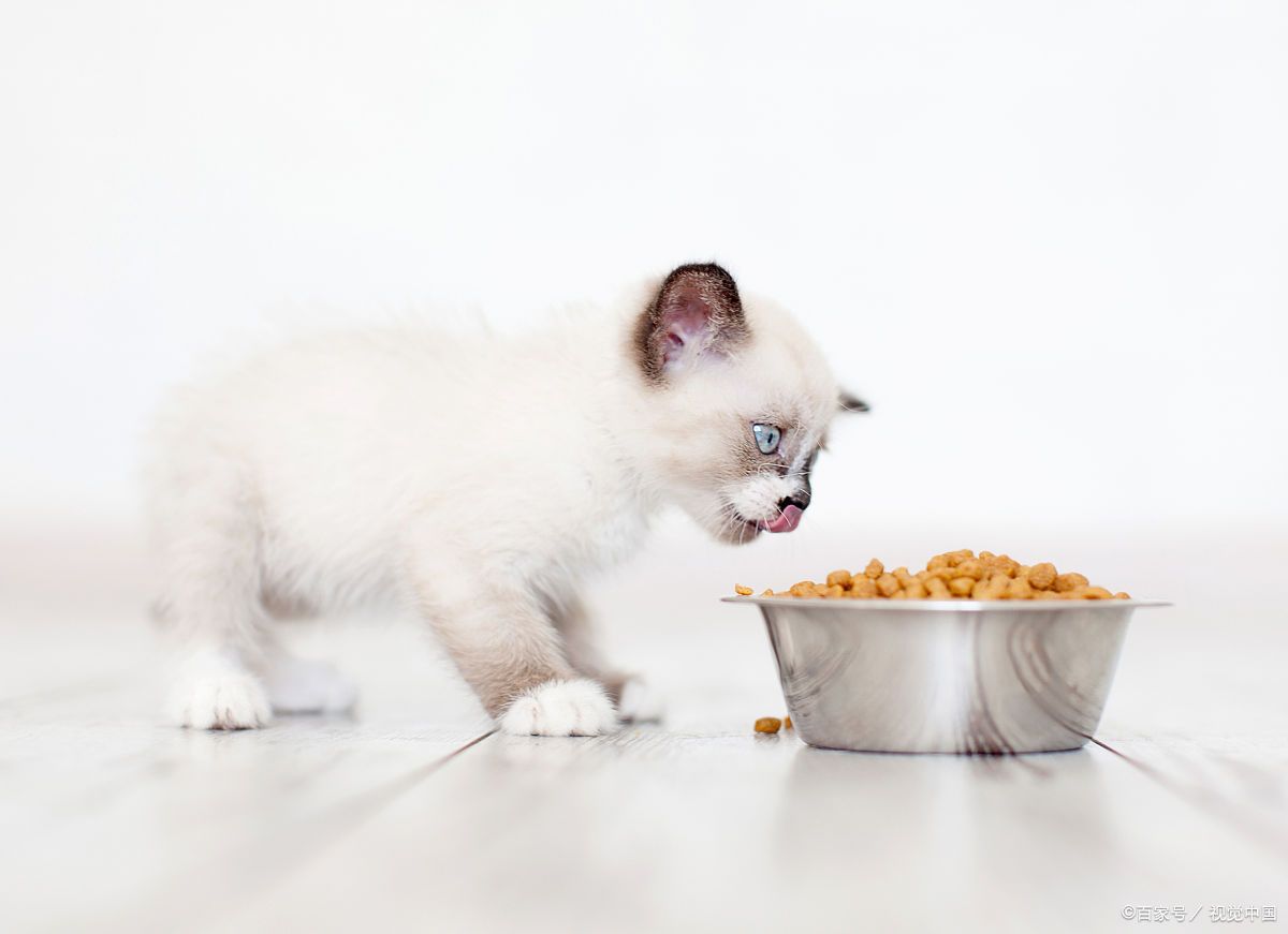 猫只吃猫粮会营养不良吗?养猫人必看的营养搭配指南