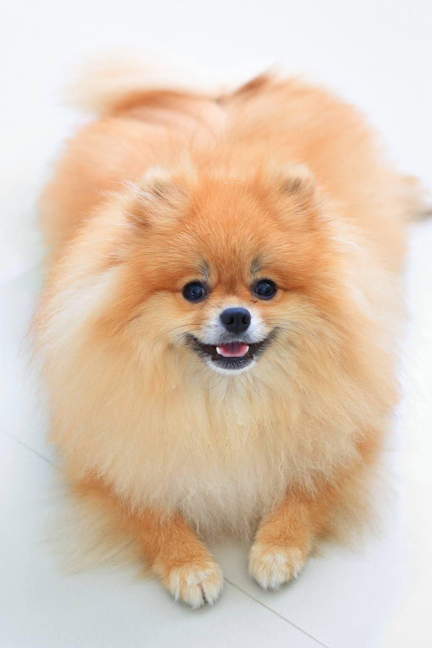 别让你的博美犬孤单!