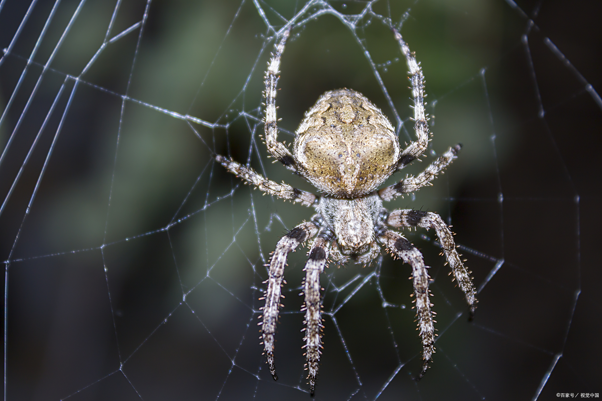 小的透明蜘蛛怎么养