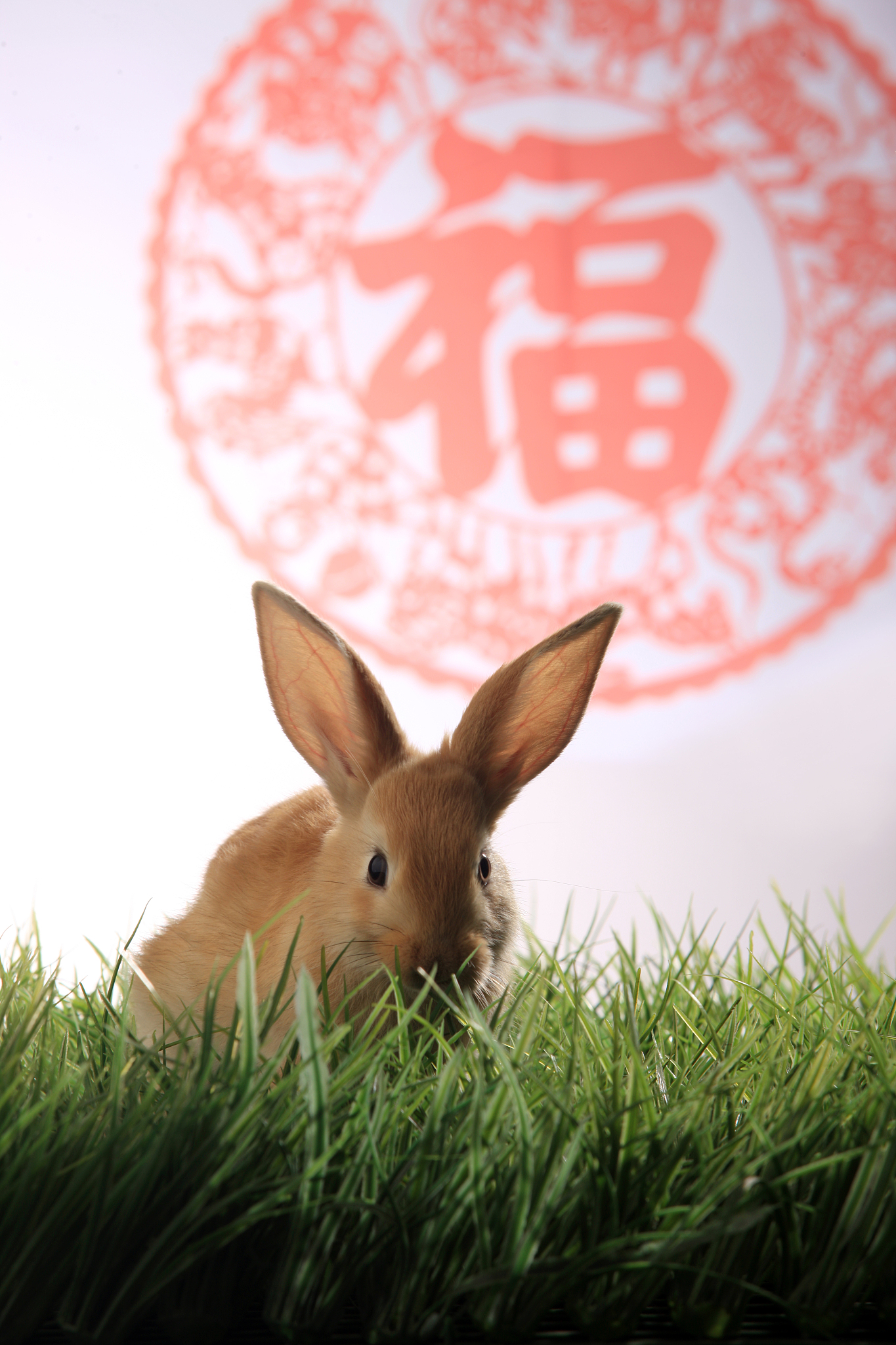 兔生肖2025年逐月运势(属兔人2025年运势及财运)