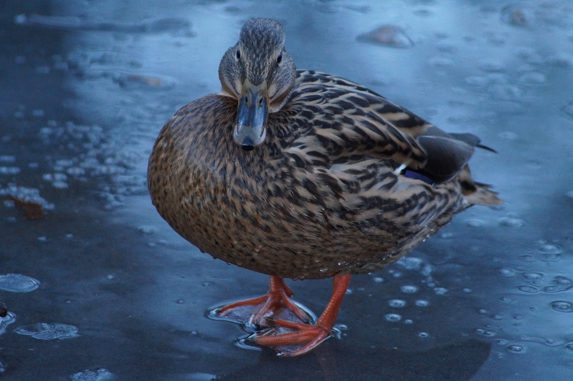 鸭脖事件终于水落石出,鸭子"沉冤得雪" 不过网友现在更关注的应该是