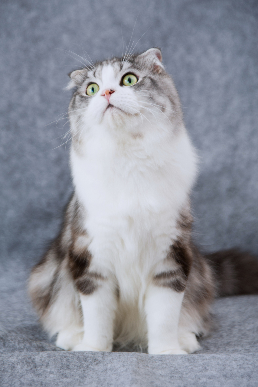 苏格兰折耳猫是一种受欢迎的猫咪品种,其独特的外貌和友好的性格使
