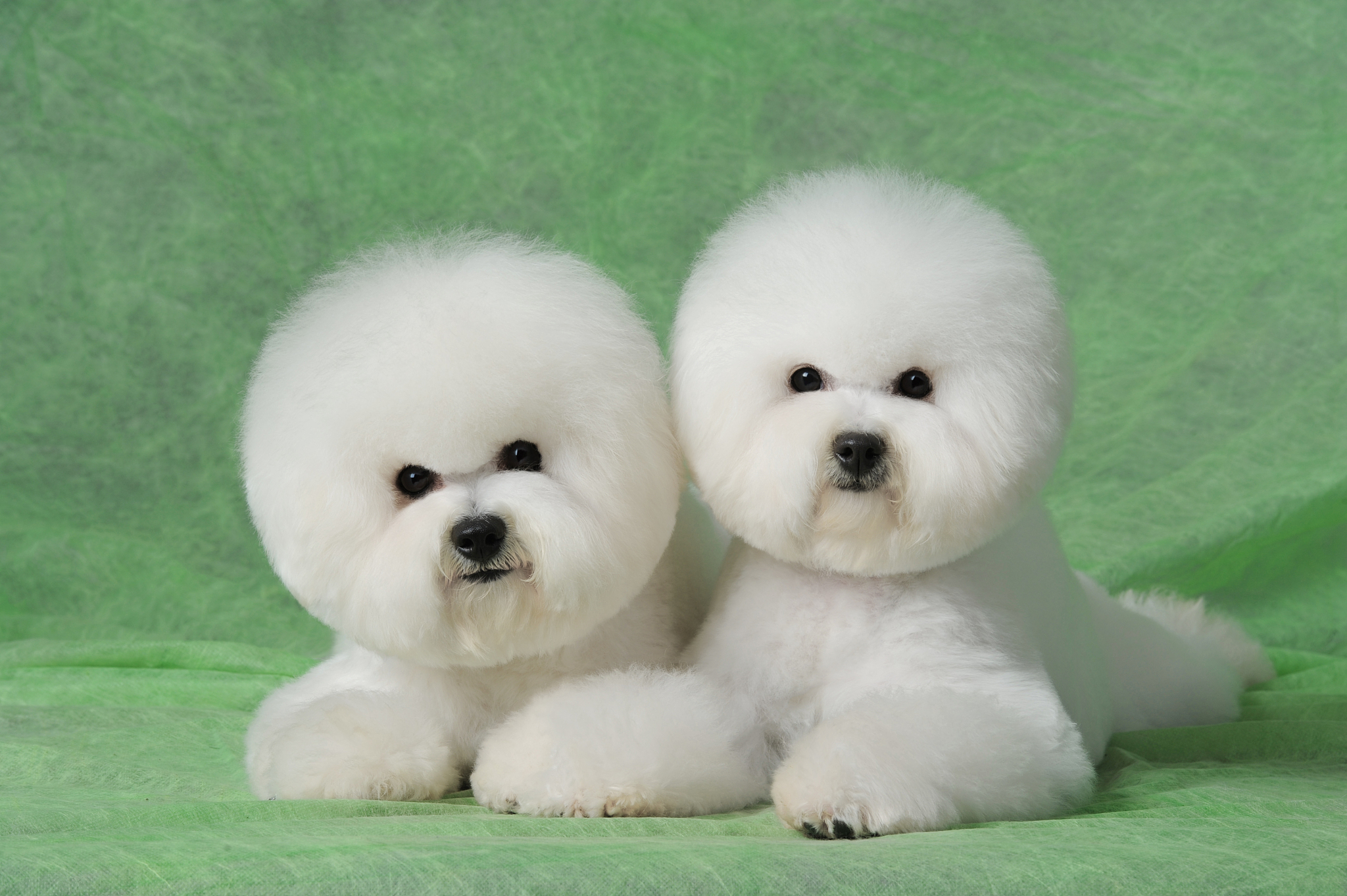 适合家养的小型狗有很多种,以下是一些受欢迎的选项:  1 泰迪犬 聪明
