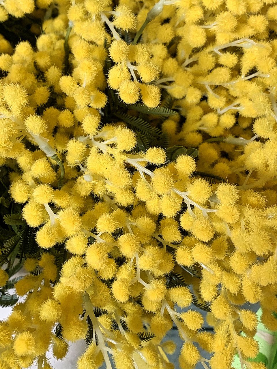 黄金球种植知识科普  黄金球作为一种常见的观赏植物,其独特的金色