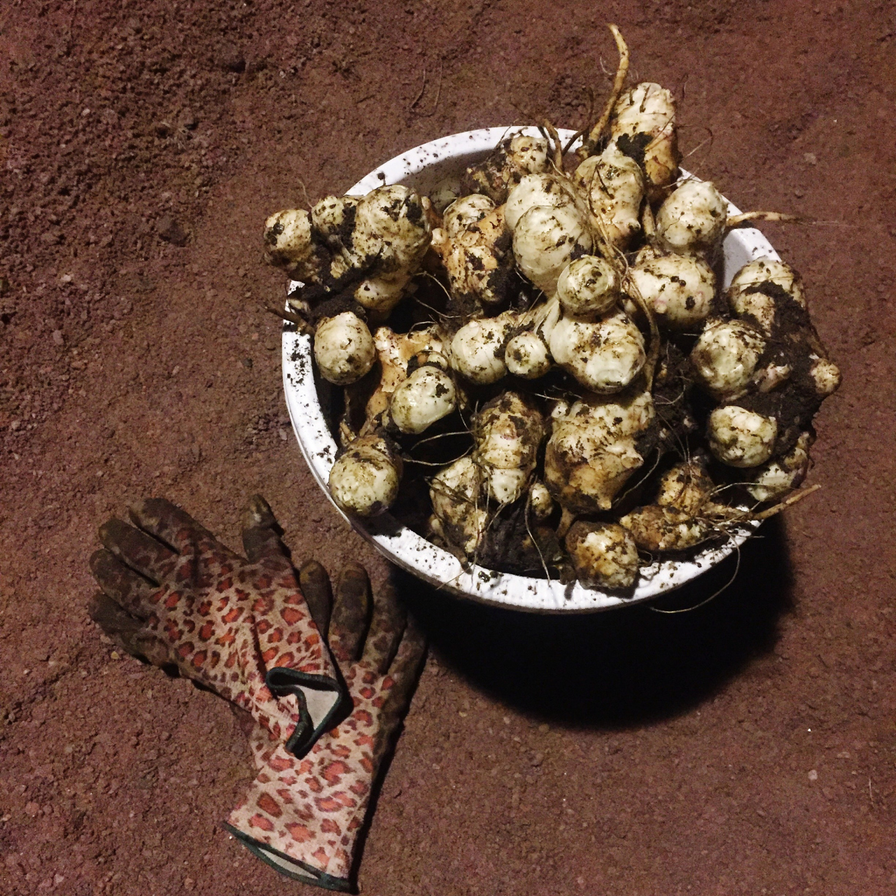 土贝母又名假贝母,有散结,消肿,解毒的功能.