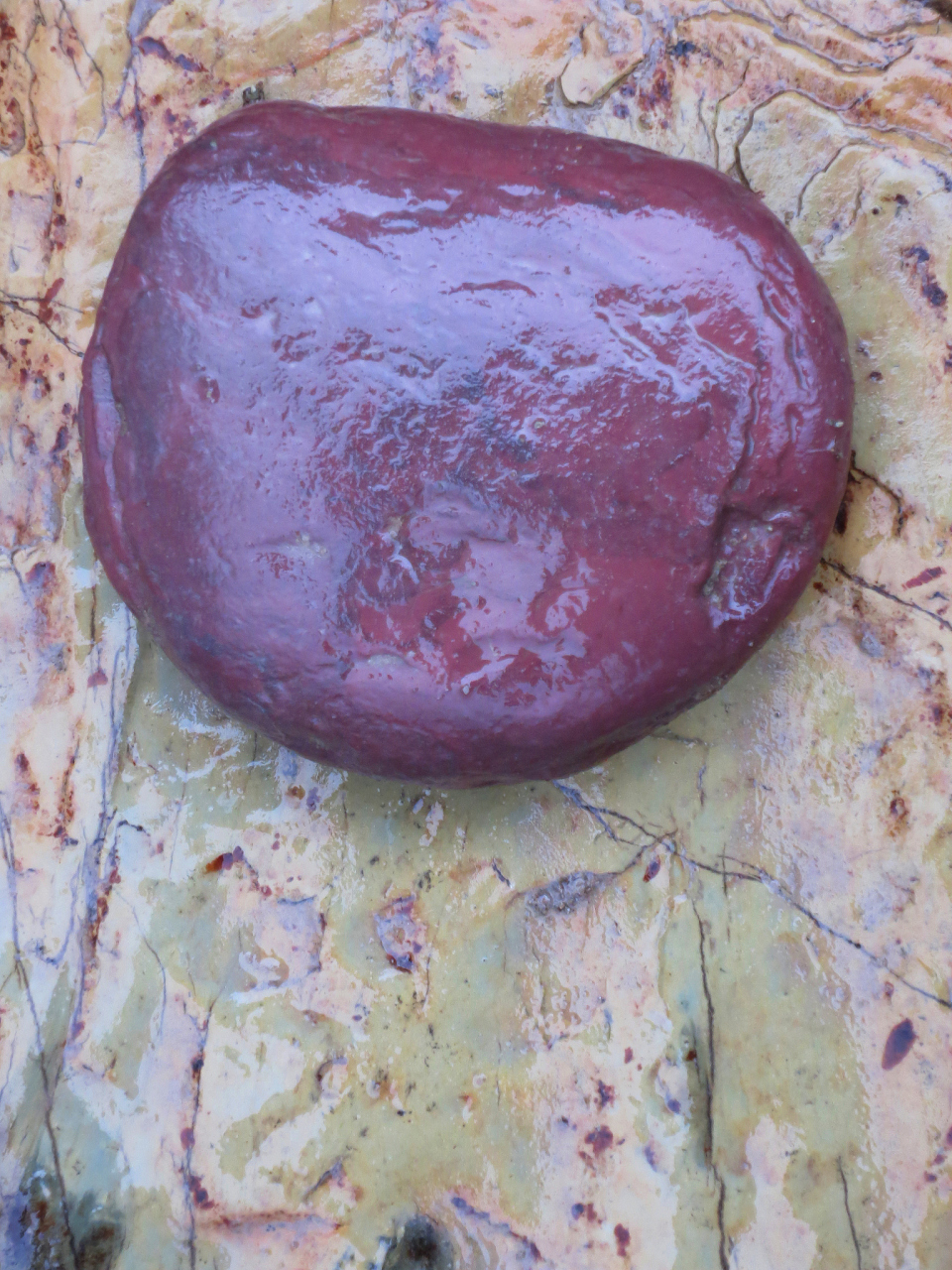 点我头像看直播##和田玉##陨石#   羊肝石,被新疆人称为"泥石",因它