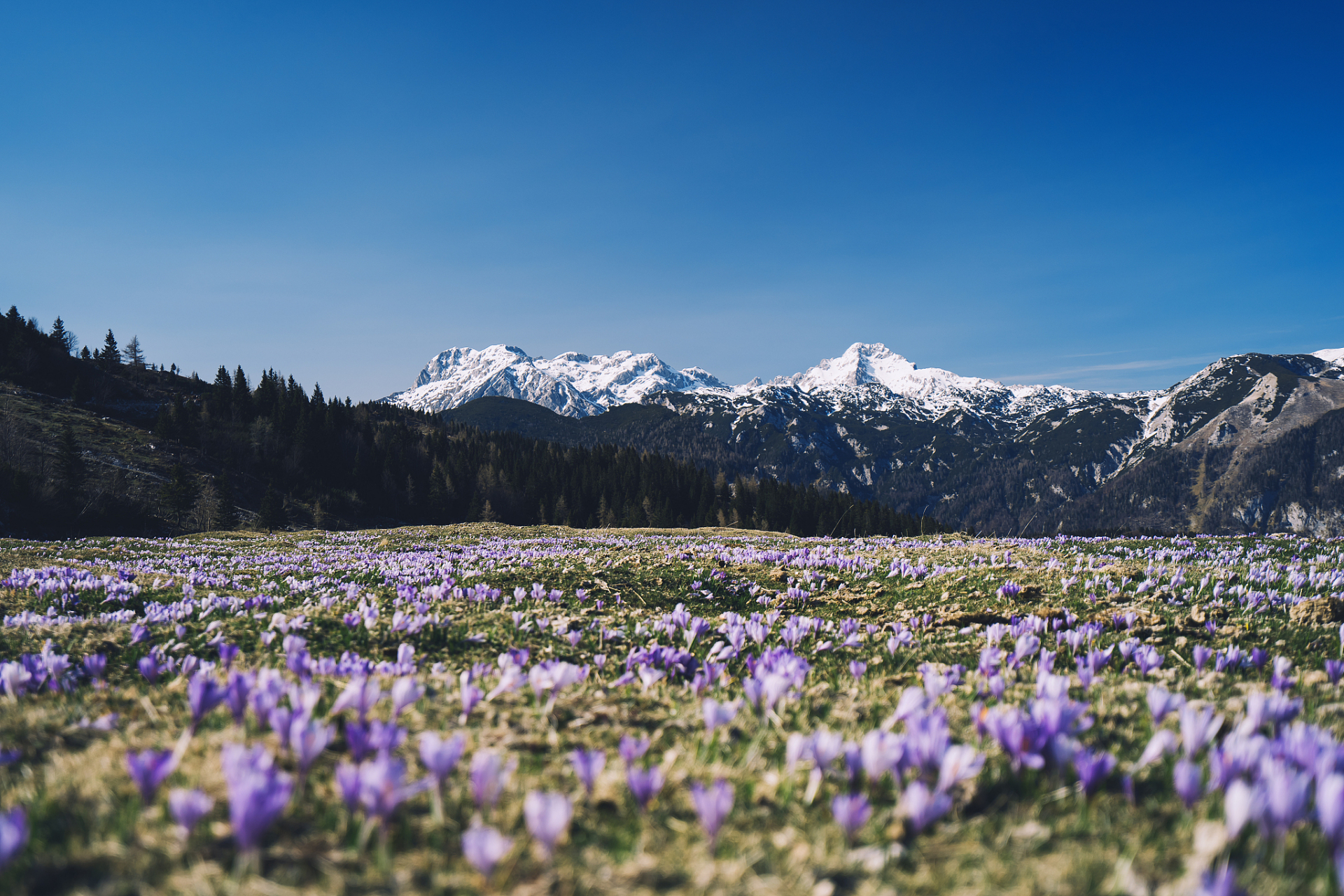奇遇那拉提#新疆那拉提雪莲谷是新疆著名的自然景区之一,在白天已经