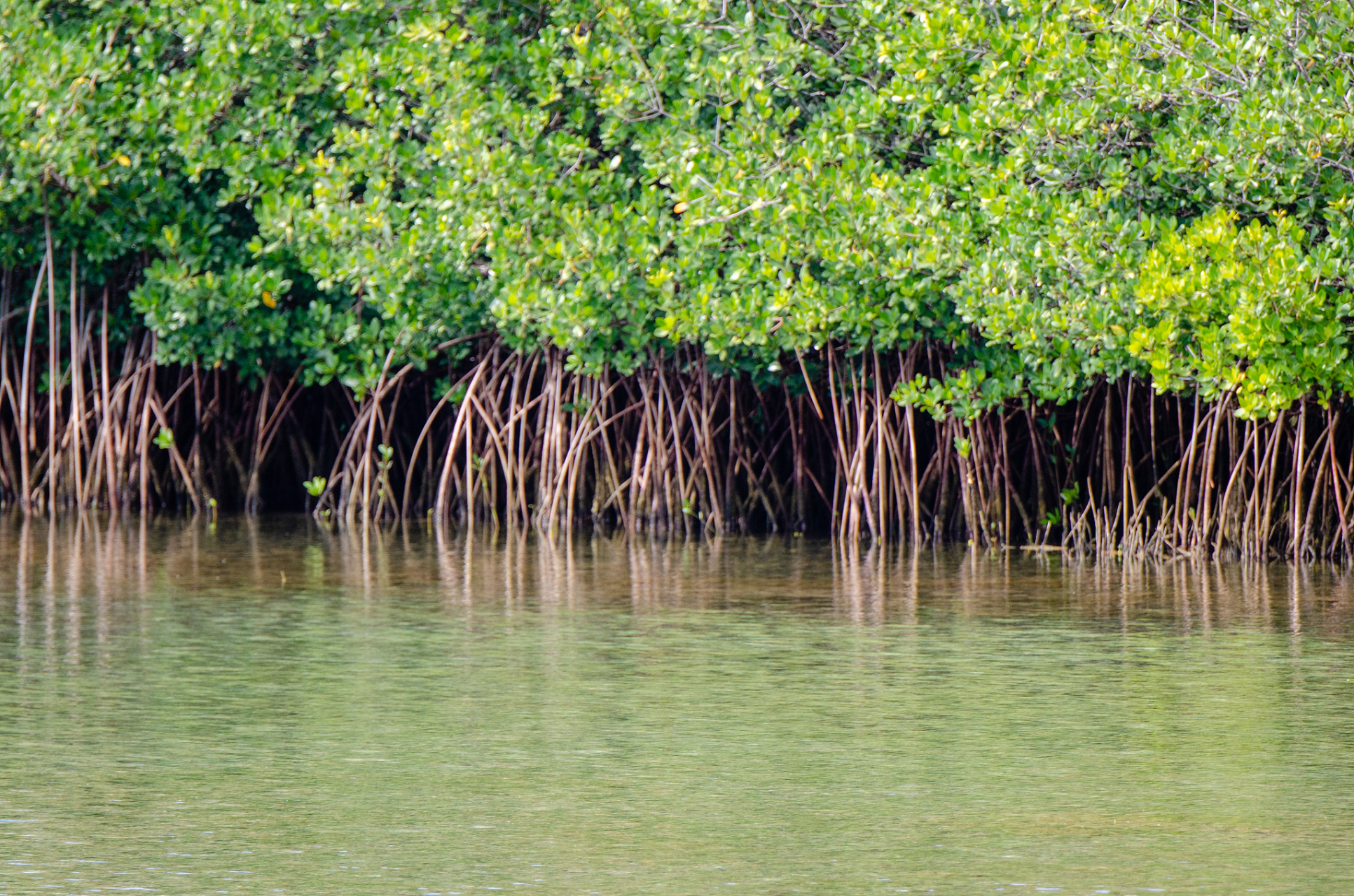 把红树林保护好# 红树林是海岸线上独特的生态系统,具有重要的商