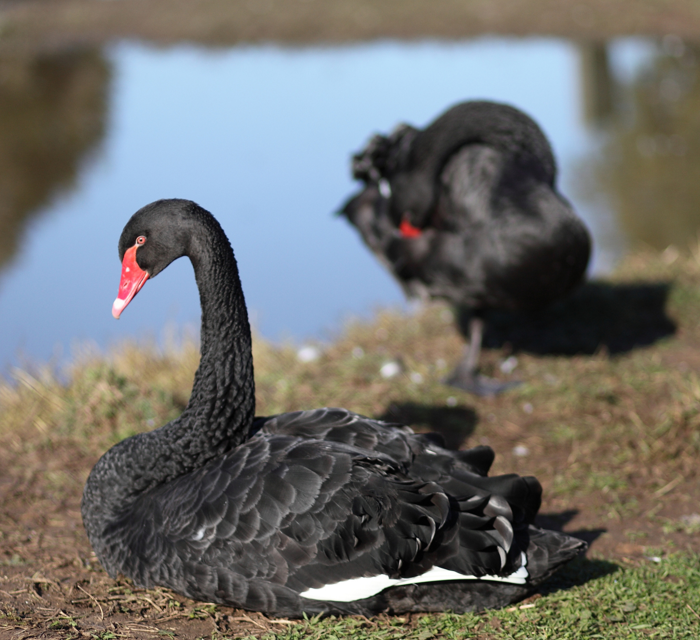 在广东清远市清新县,有一种特别的鹅,叫做乌鬃鹅,也称为黑鬃鹅.