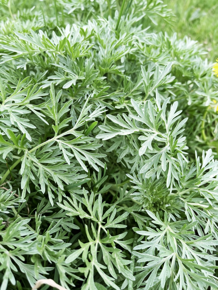 茵陈是什么样的植物图片