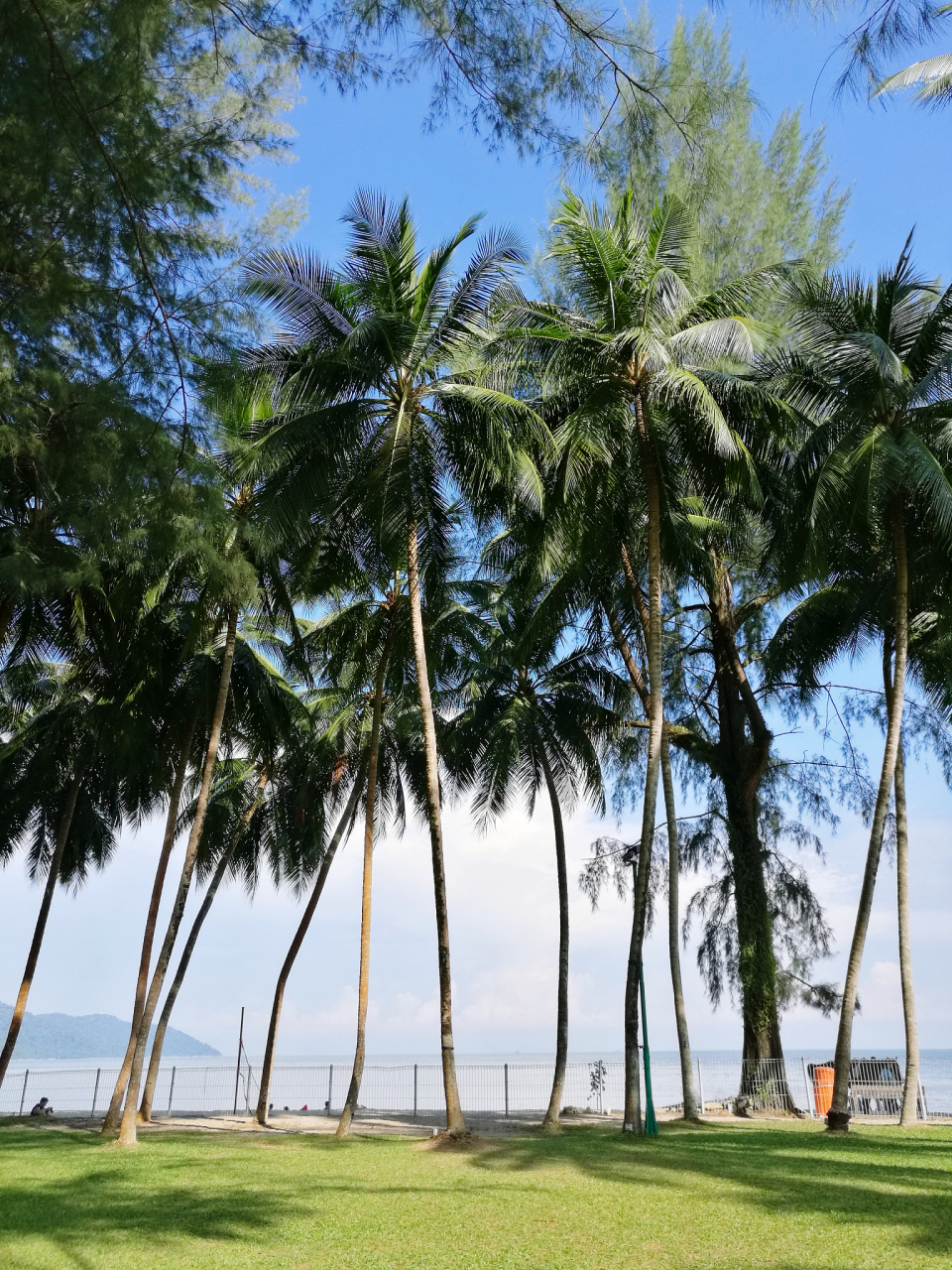 东郊椰林,海南景点.位于文昌市东郊镇海滨,过清澜大桥即到.