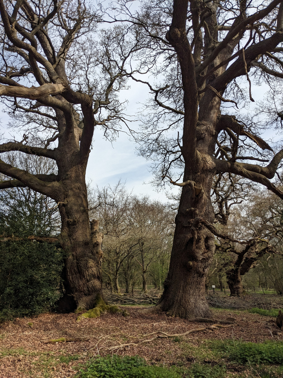 橡树的坚持  寓意:坚持不懈的努力和毅力,能够克服困难并取得巨大的