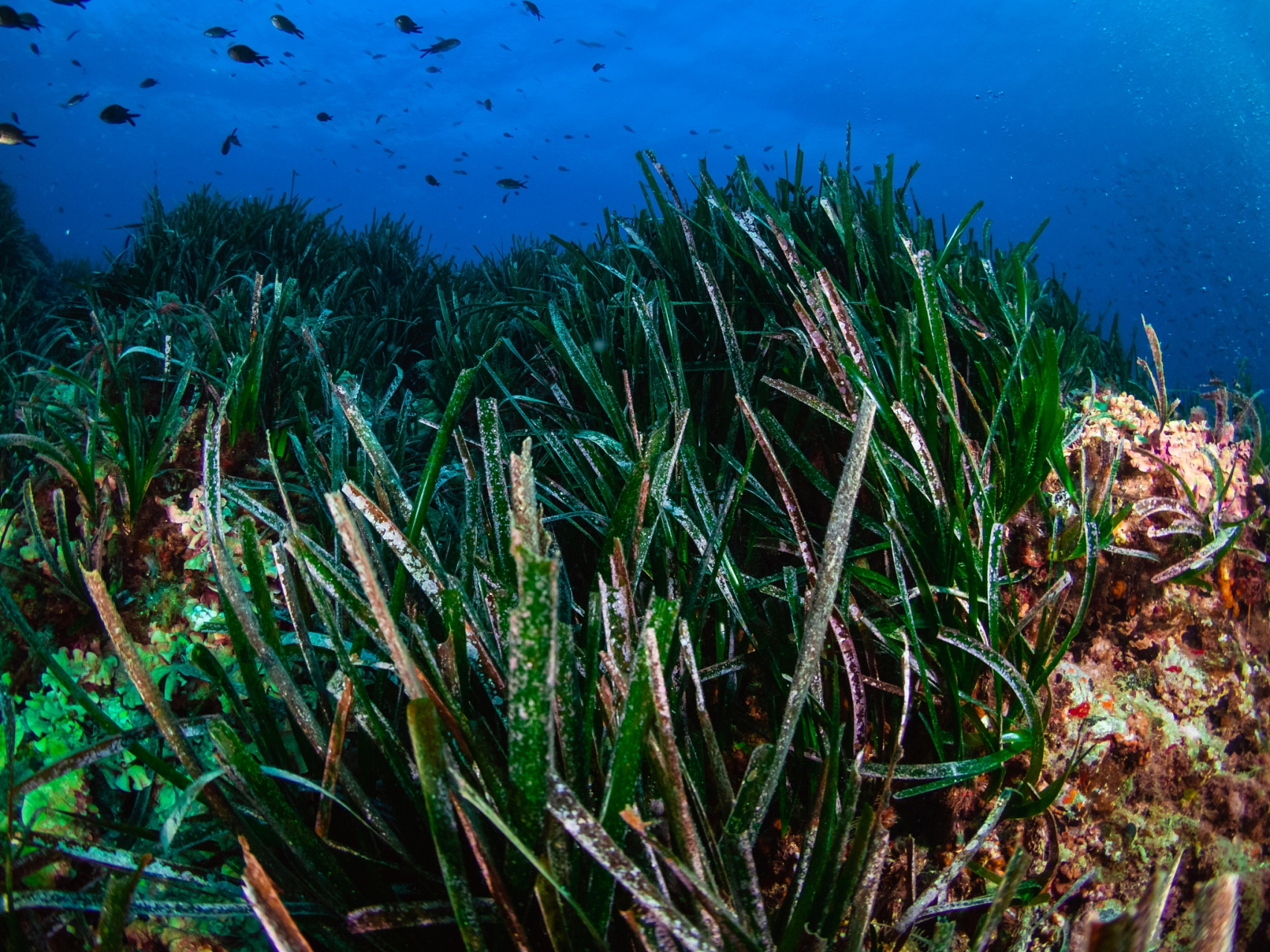 世界十大寿命最长植物: 第十名:银杏树 - 几千年的时间 第九名:狐尾松