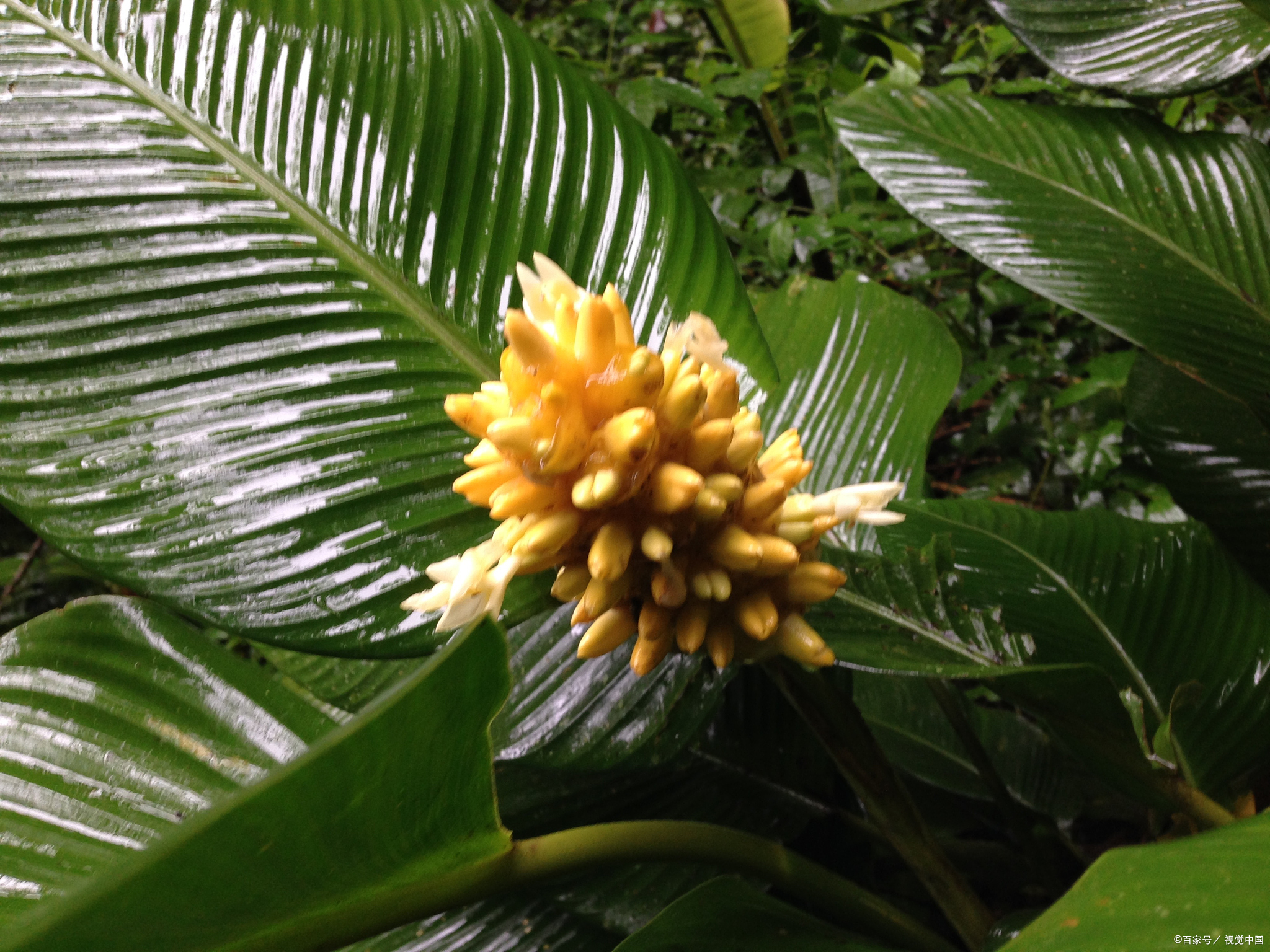 棕榈树开花吗?棕榈树有什么用处?
