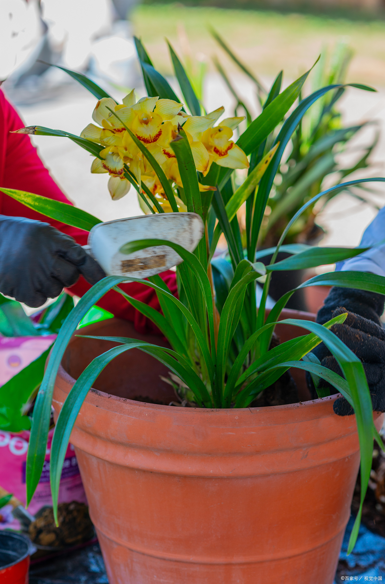 教你怎么养海南香兰盆景