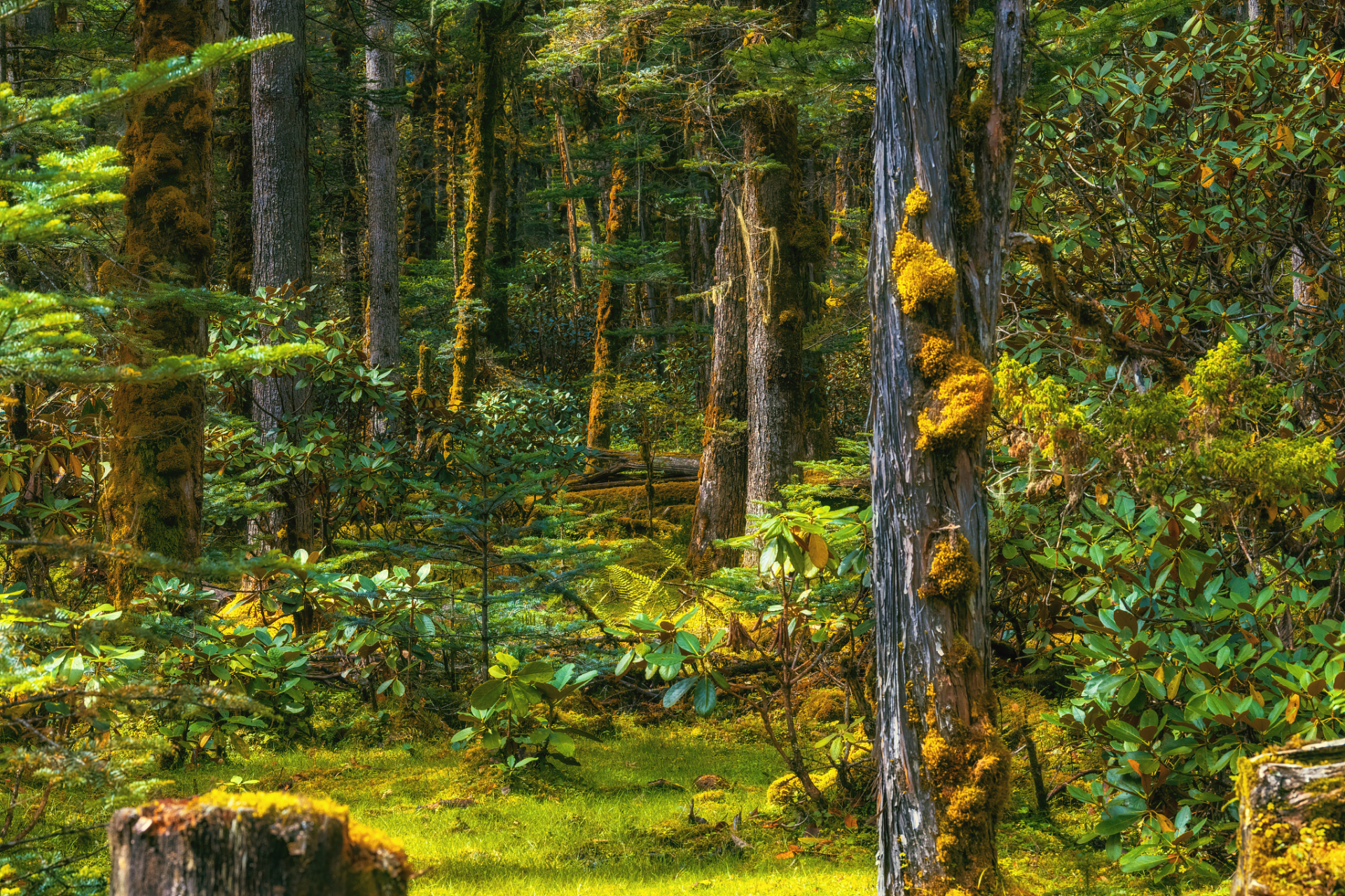 夏日闪光旅行家# 小兴安岭,一片未被完全驯服的原始森林,夏日里更显
