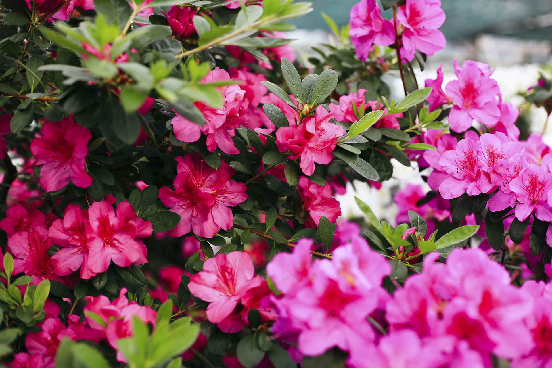 杜鹃花,美丽又添风水!但养它有讲究:夏天要遮阳保湿.