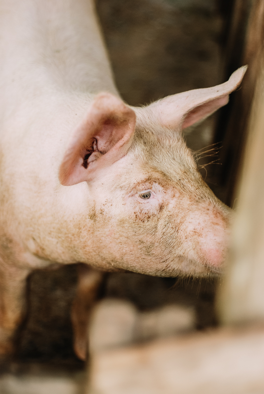 《没啥用的冷知识41》 猪都是双眼皮!