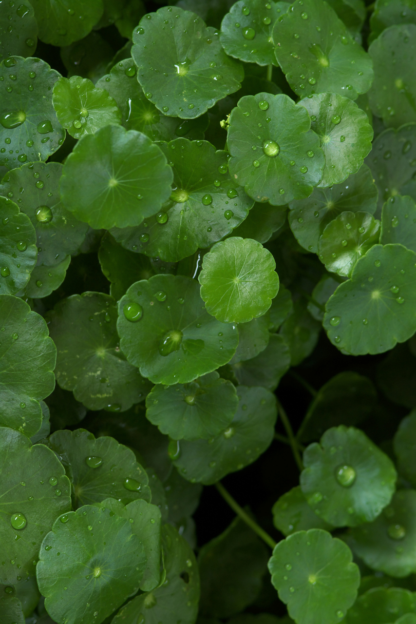 大家好,今天跟大家分享一味中药:浮萍!