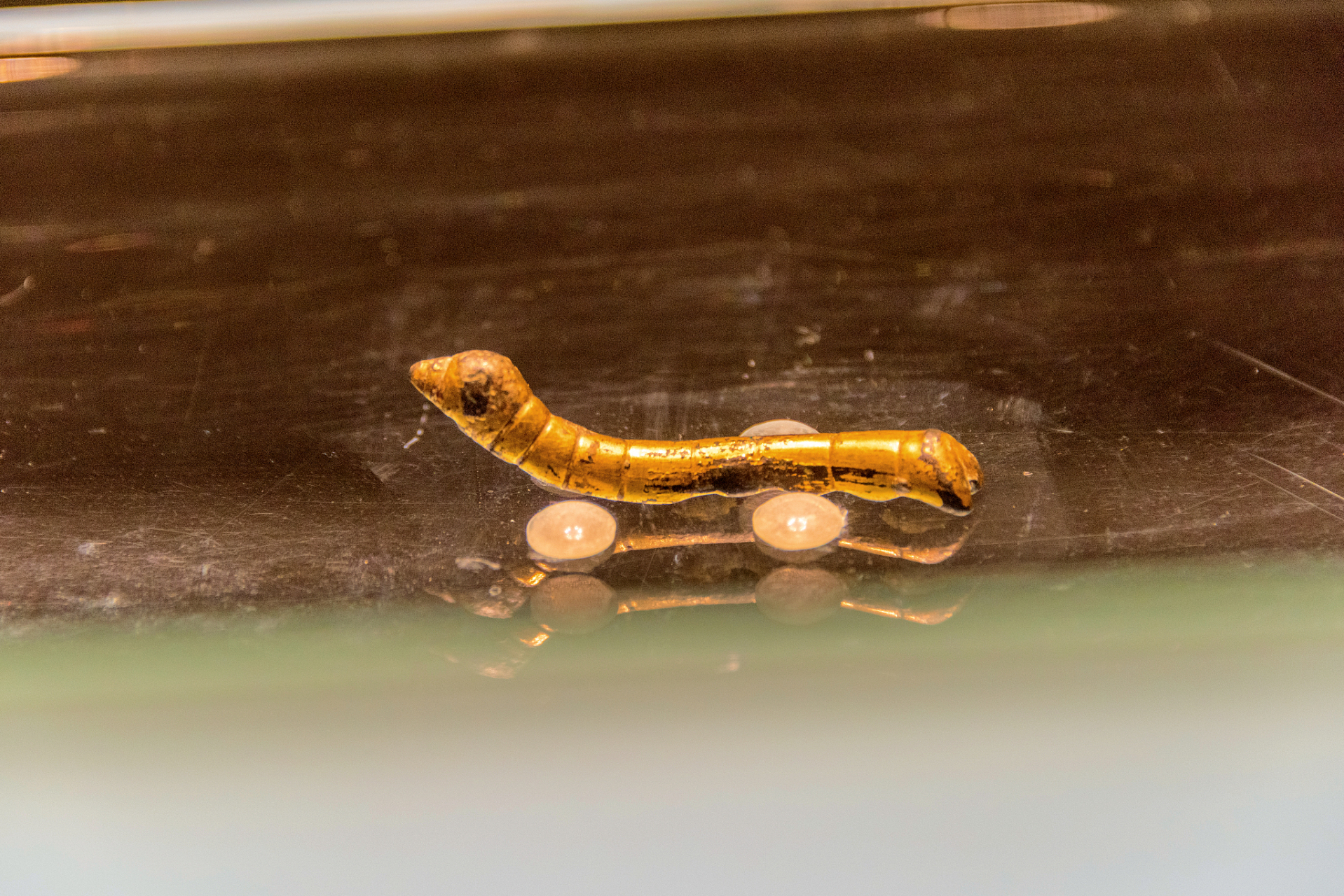 陕西农民挖到一只"金蚕",借50元路费去捐献,博物馆报销路费  在去年的