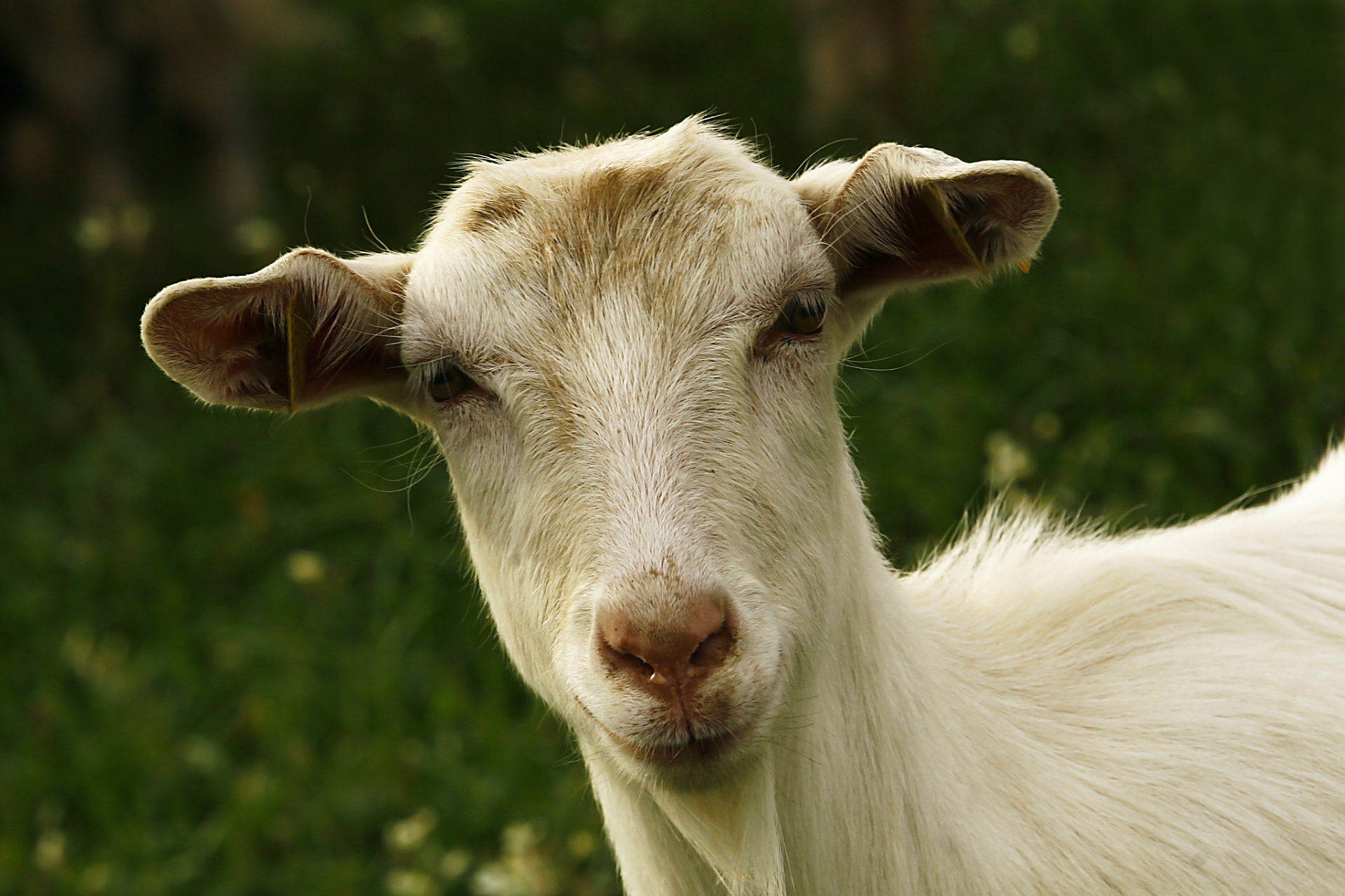 摘要: 种公羊的寿命和使用年限受品种,饲养管理,健康状况和用途等因素