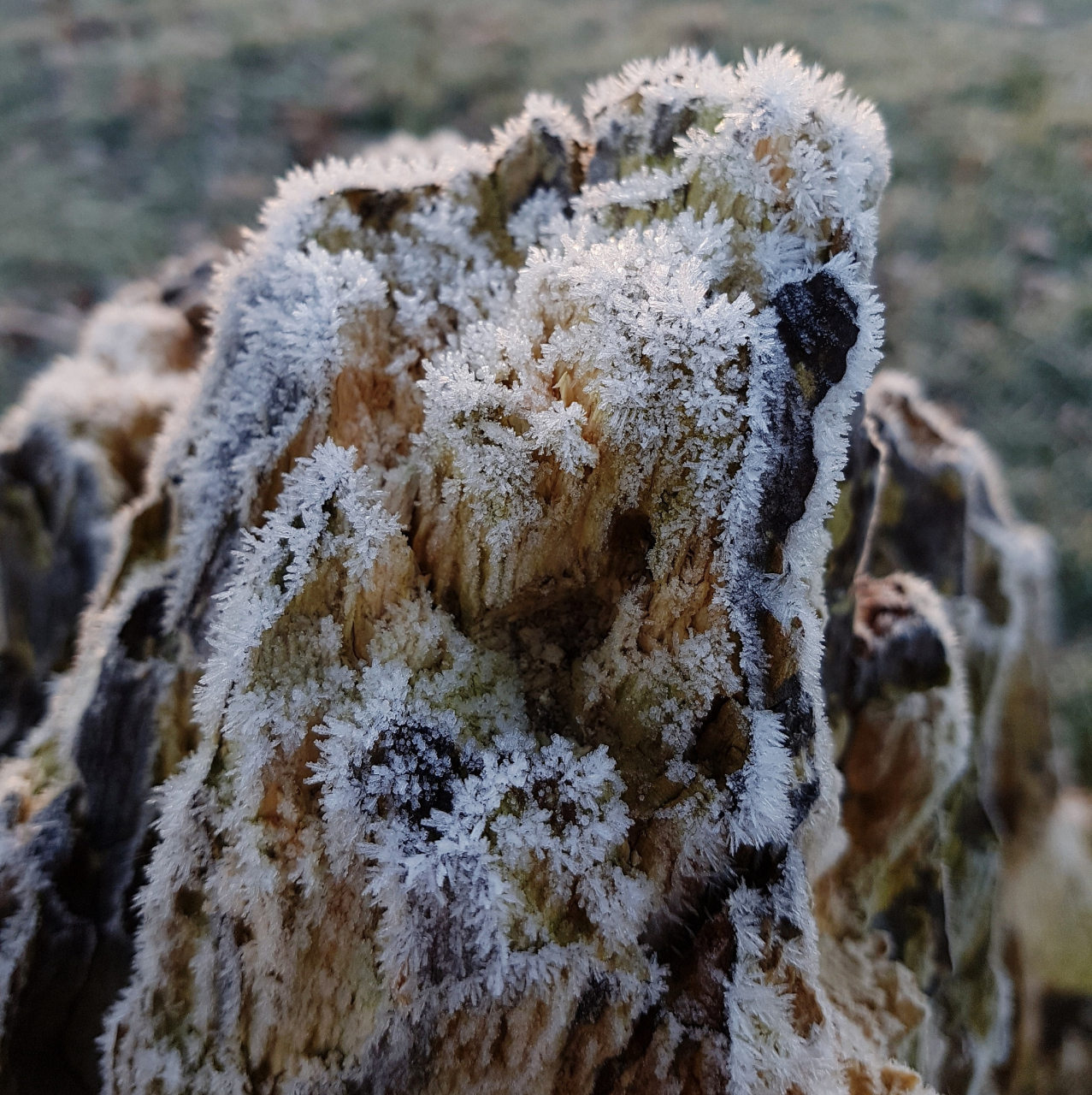 据科学家统计,南北极生长着大量的地衣和苔藓,如新