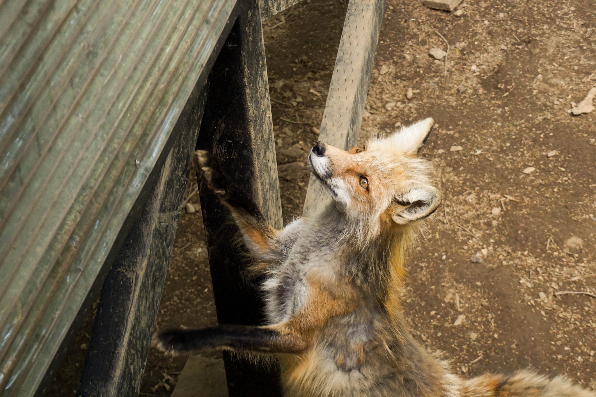 狐狸和刺猬 一只狐狸在游泳穿过湍急的水流时,被急流冲走了