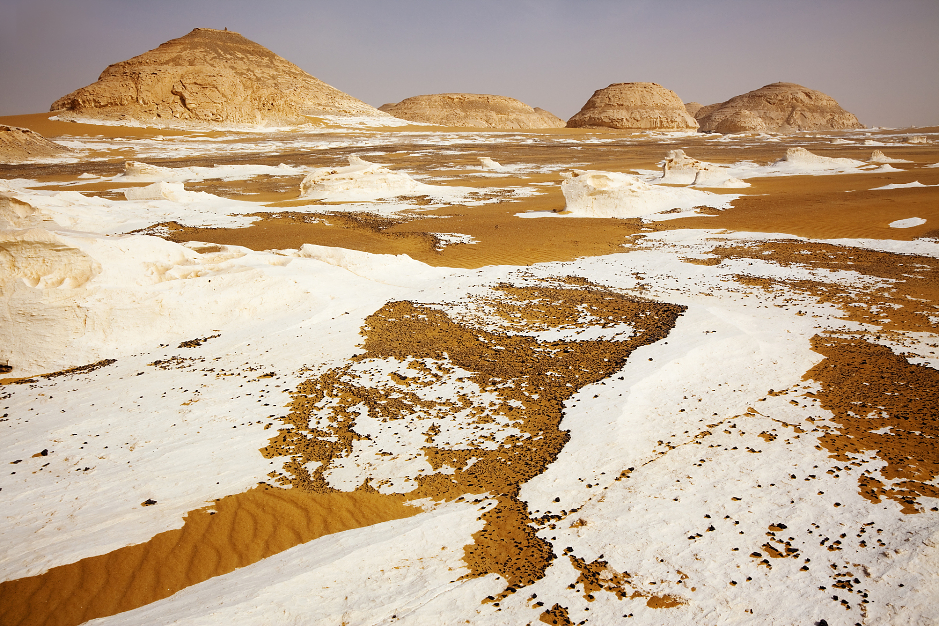 纵观整个新疆罗布泊悲剧事件,贾向导就是个二把刀,就是玩鹰玩到被啄了