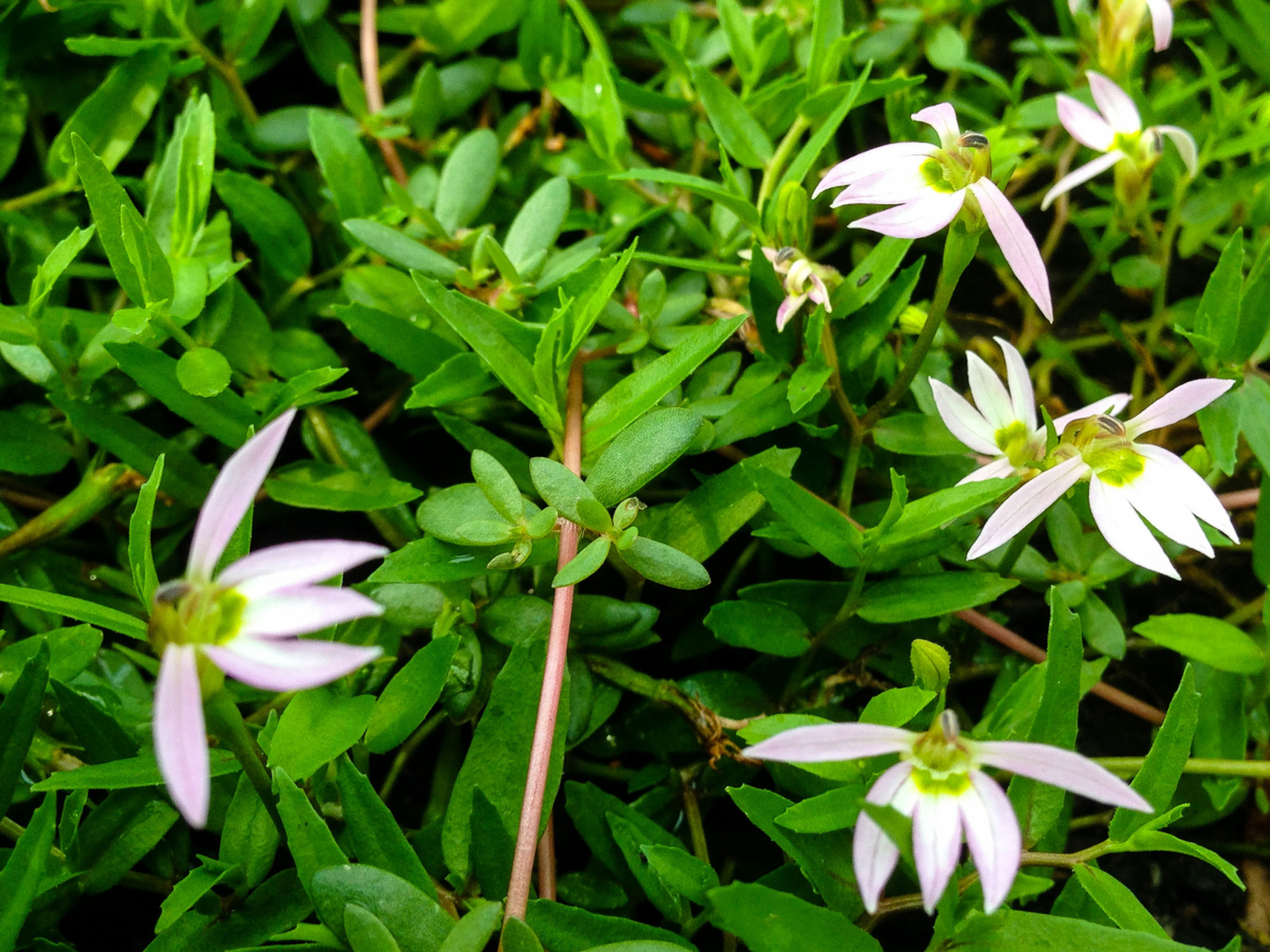 摘要: 半枝莲与半边莲虽名称相似,但实为两种不同植物.