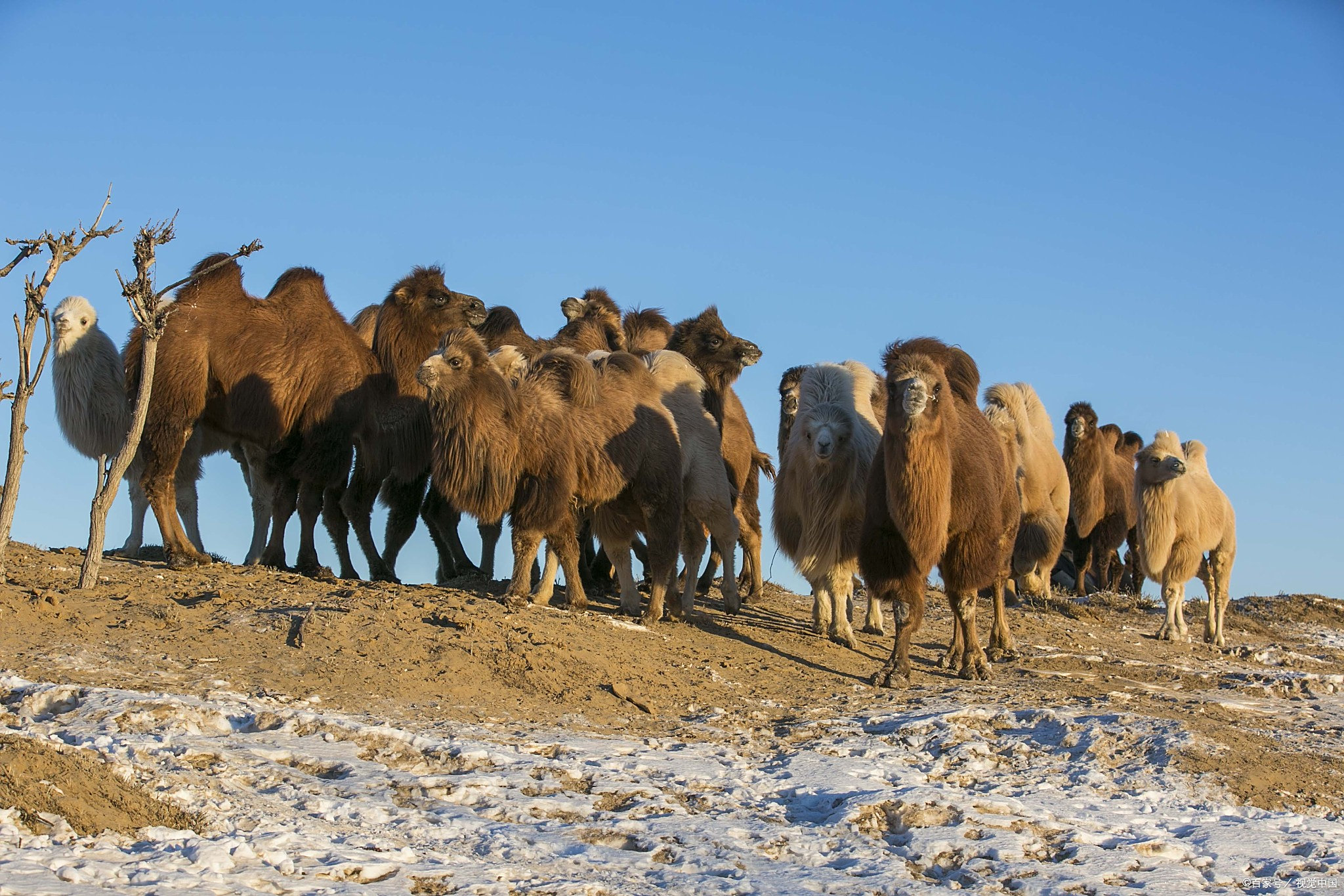 小驼有话说 | 驼奶能降糖是真的吗?