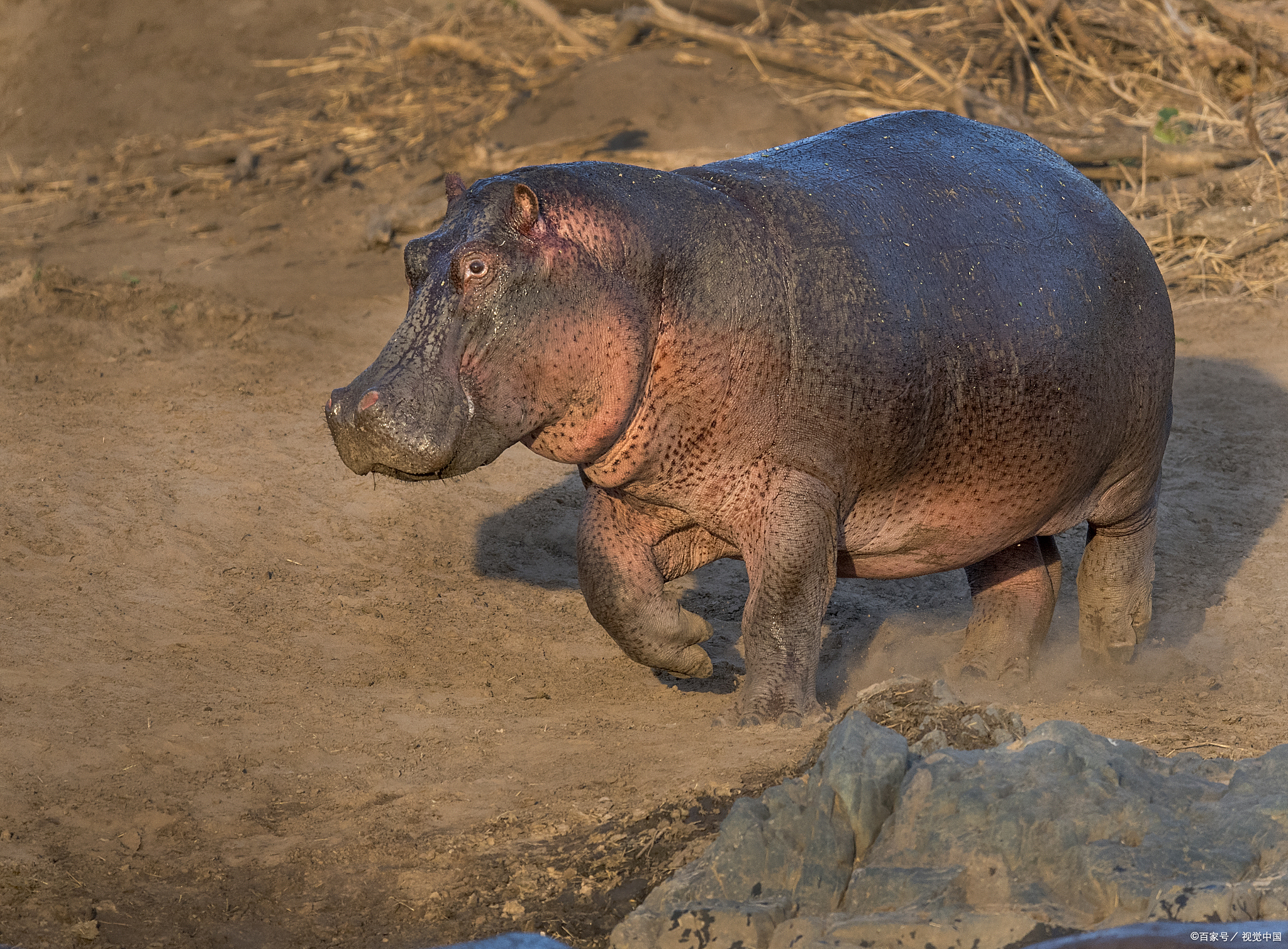 河马作为现存陆地上体型第三大的哺乳动物,其惊人的体重一直是动物