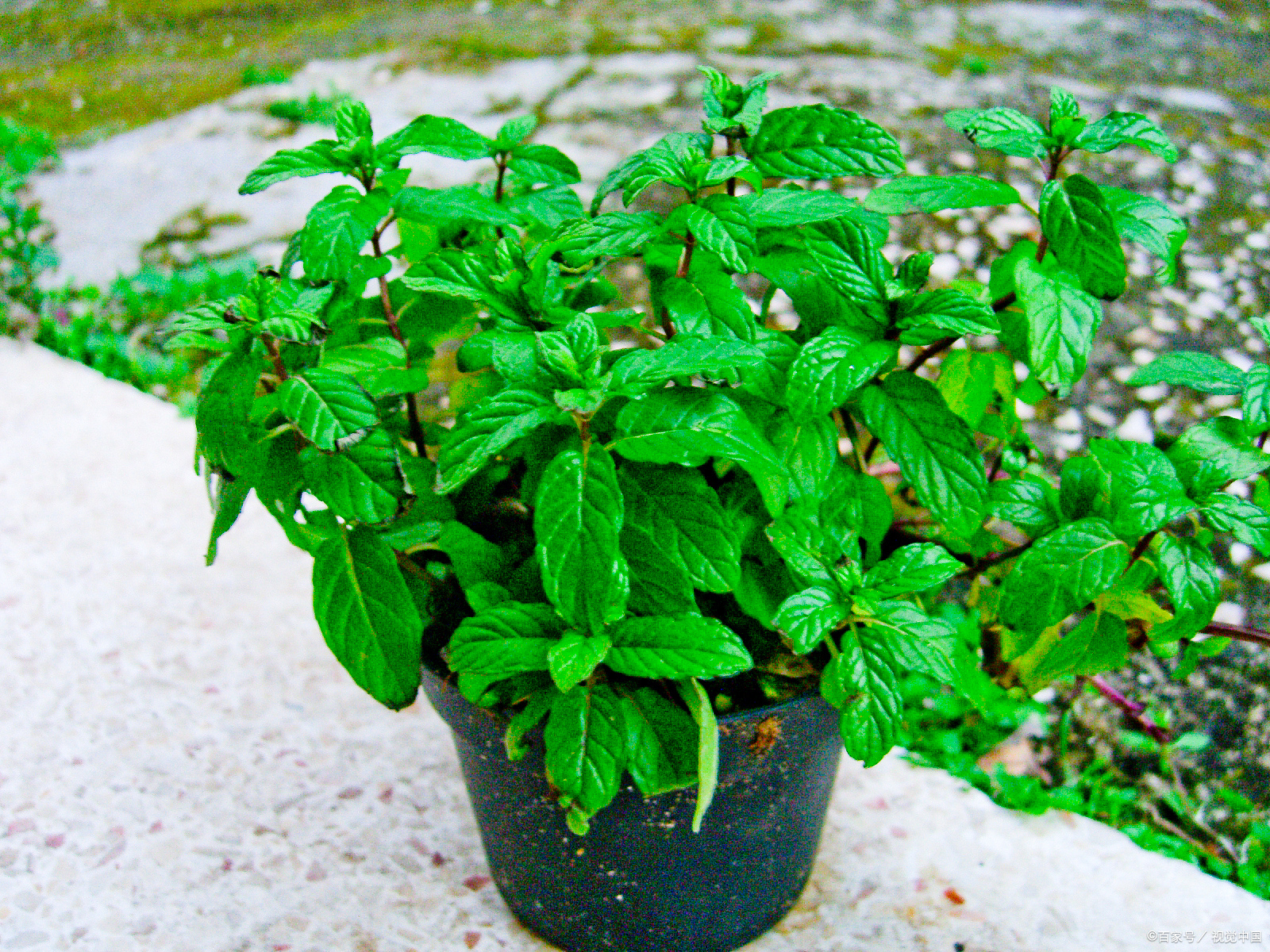 首先,我们来谈谈薄荷的种植时间.