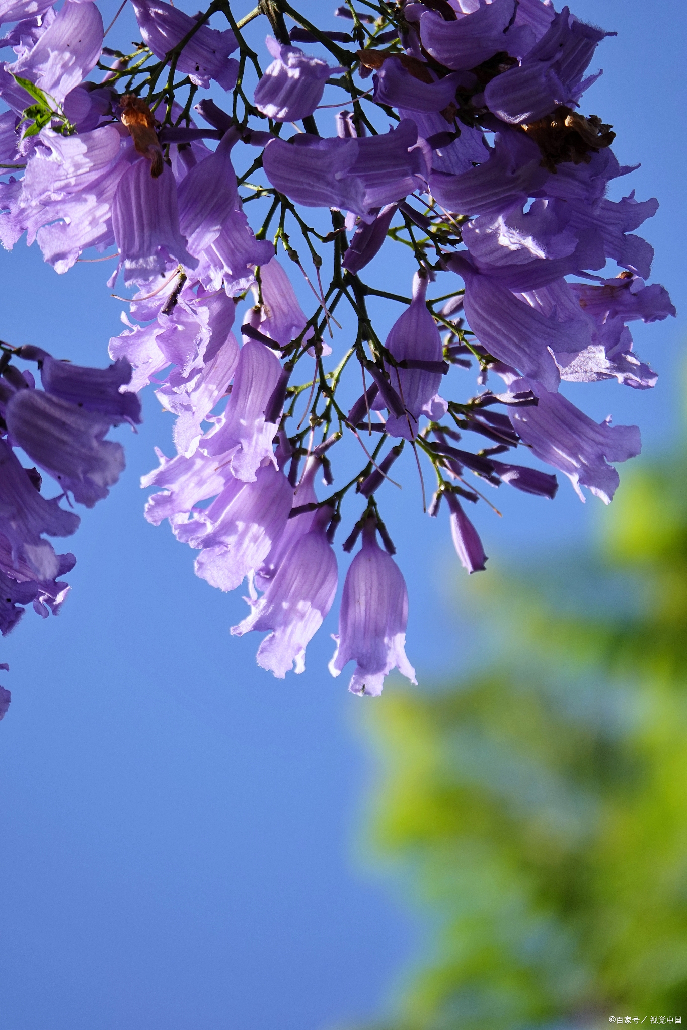 蓝楹花的花语是什么