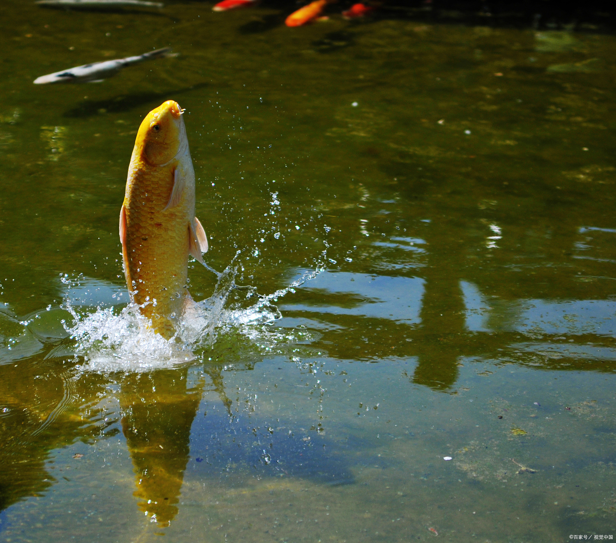 鱼为什么会跳出水面?揭秘水下世界的奇妙现象