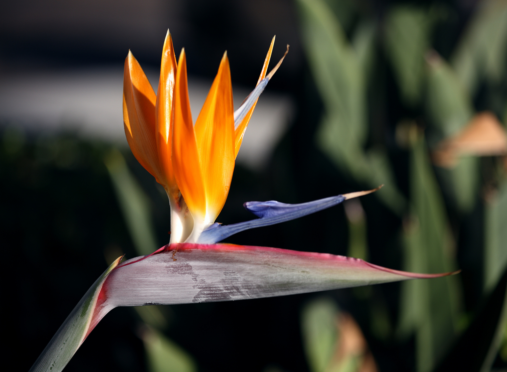 火鹤花的养殖方法和注意事项  火鹤花(学名:heliconia),也称为鹤望兰