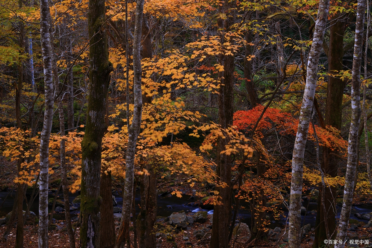 康保屯垦林场白桦林!秋日金色长廊巨出片!