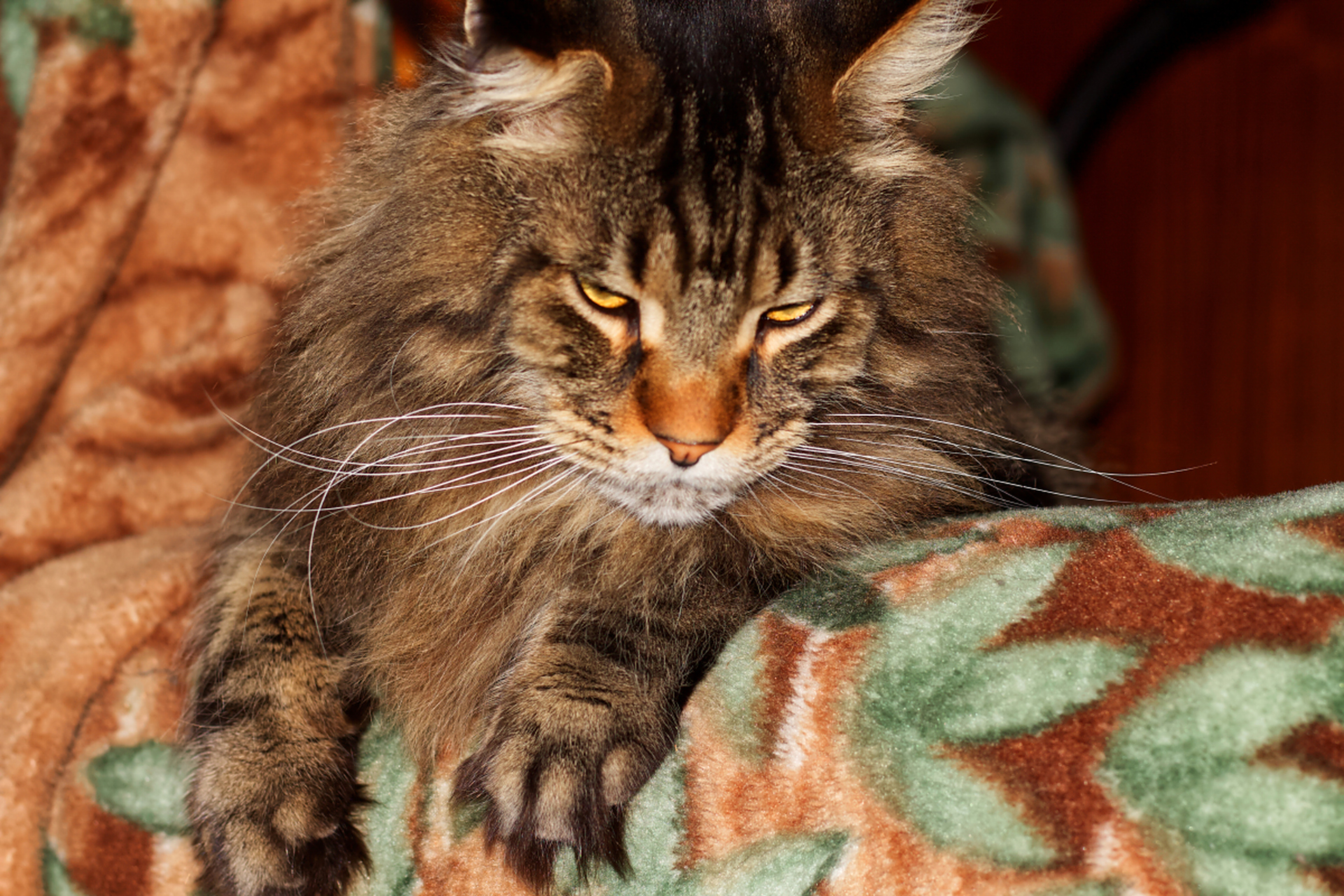 缅因猫是北美长毛巨猫,成年缅因猫体重范围广泛,受遗传,饮食,运动和